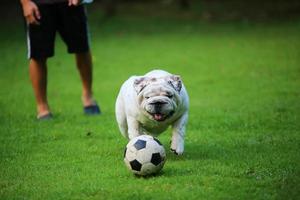 englische bulldogge spielt ball mit besitzer im park. Hundetraining. foto