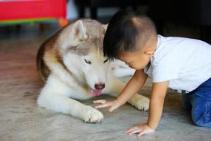 asiatischer junge, der zu hause mit sibirischem husky spielt. Kind mit Hund. foto