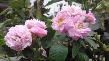 rosa Rosen bedeckt mit Winterfrost, Rosenblüte. foto