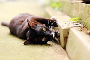 süße schwarze katze, die auf dem rücken auf dem boden liegt foto