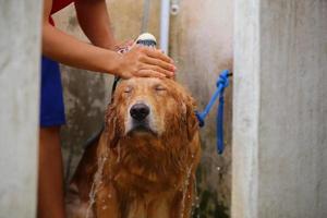Golden Retriever badet vom Besitzer, Hund badet, Hund nass foto