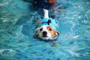 jack russel terrier trägt eine schwimmweste und schwimmt im schwimmbad. Hund schwimmen. foto