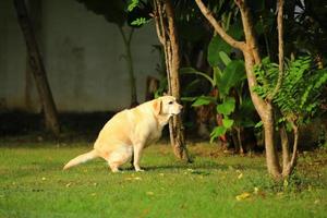 Labrador Retriever Poop, Hund im Park, Hundescheiße foto