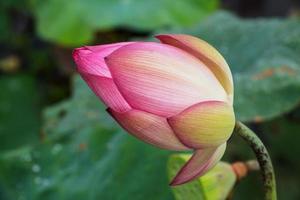 Seerose, Lotus in der Natur foto