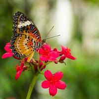 Schmetterling und Blume