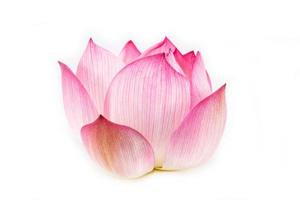 schöne rosa Seerose oder Lotusblume isoliert auf weißem Hintergrund foto