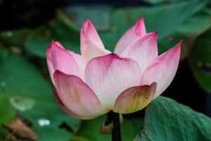 rosa Lotusblüten oder Seerosenblüten, die auf Teich blühen foto