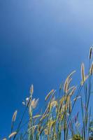 Grasfedern im Feld mit blauem Himmelshintergrund foto