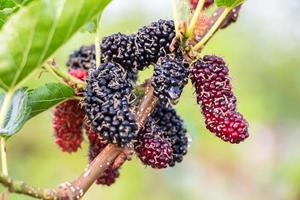 frische reife Maulbeerbeeren am Baum - frische Maulbeere foto