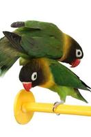grüner Papagei Lovebird foto