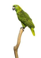 Papagei mit gelbem Nacken (6 Jahre alt) thront isoliert auf einem Ast