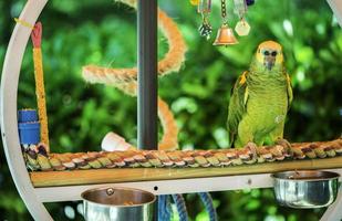 grüner Papagei foto