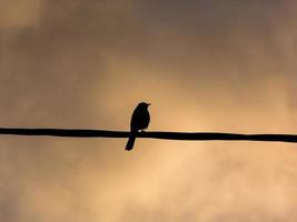 Silhouette eines kleinen Vogels in einem Kabel, Sonnenuntergang dahinter foto