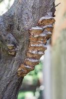 Familie von Pilzen, die in einem Baum wachsen foto