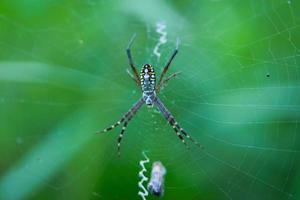 Makrofotografie einer Spinne, die auf ihrem Netz sitzt und auf Beute wartet. unscharfer Hintergrund. foto