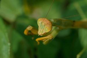 extreme Nahaufnahme des Gesichts der gelben Gottesanbeterin mantis religiosa hat große Augen und lange Antennen mit verschwommenem grünem Hintergrund, Makrofotografie. foto