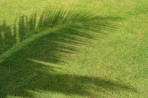 Frische grüne Rasenfläche im Garten mit Schatten von Kokospalmenblättern an sonnigen Tagen foto