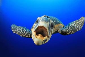 Meeresschildkröte foto