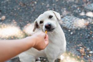 süßer weißer hund, der snack aus menschlicher hand im steingarten isst, haustierfütterung, freundliches tier, thailändischer hund foto