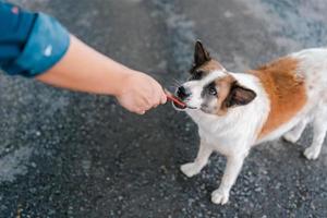 süßer weißer brauner hund, der snack aus menschlicher hand auf felsiger straße isst, haustierfütterung, freundliches tier, thailändischer hund. foto