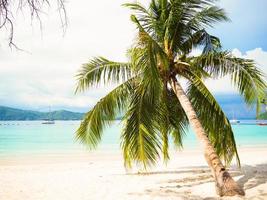 Kokospalmen, die zum Meer hin geneigt sind foto