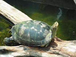 Eine Schildkröte, die auf einem Stock lag, blickte in die Sonne. foto