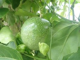 Eine unreife Passionsfruchtrebe am Zaun auf verschwommenem Hintergrund. Passiflora edulis, allgemein als Passionsfrucht bekannt, gehört zur Gattung Passiflora. Diese Frucht ist rund und hat gelbe Samenhäute. foto