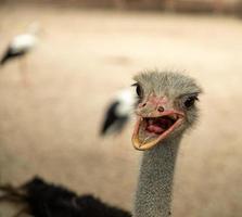 Porträt des Straußenvogels foto