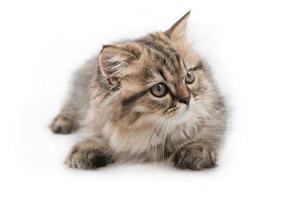 süßes Tabby-Kätzchen isoliert auf weiß foto