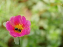 Blumenbiene Nahaufnahme einer großen gestreiften Biene, die Pollen auf gelben Blüten sammelt. Makro-Banner. foto