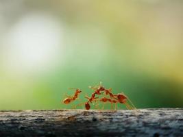 Kommunikation von Ameisen. Eine Ameise spricht. foto