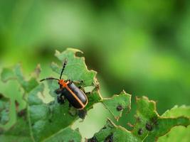 Insekten nagen an den Blättern, bis sie gespalten werden. foto