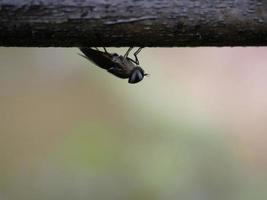 ein Insekt fängt sich mit herabhängendem Kopf an einem Ast. foto