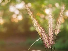 Landschaft aus Blumen, Gras und dem Licht der Sonne. foto