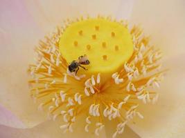 Blumenbiene Nahaufnahme einer großen gestreiften Biene, die Pollen auf gelben Blüten sammelt. Makro-Banner. foto