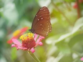 Schmetterlinge fliegen auf den Blumen. foto