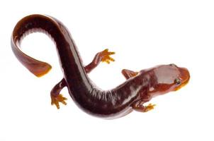 chinesischer Tsitou Salamander Molch foto