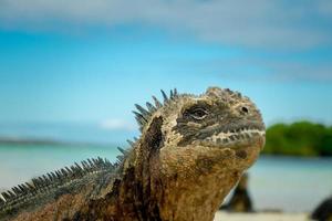 schöner Leguan, der im Strand Santa Cruz Galapagos ruht foto