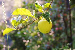 Äpfel, die am Baum reifen foto