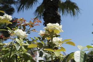 die schönen Blumen und die Natur foto