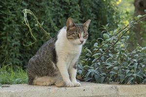 die niedliche obdachlose Straßenkatze foto