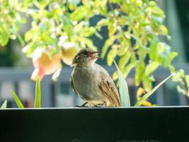 Streak-eared Bulbul, der auf dem Zaun steht foto