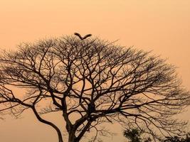 trockener Baum in der Abendsonne foto