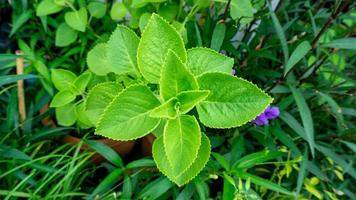 Gemüse und Kräuter, Gärtner, der kubanischen Oregano oder indischen Borretsch, Oreille oder Plectranthus amboinicus-Pflanzen für die Pflege eines Gartens hält und überprüft, der zum Würzen beim Kochen verwendet wird. foto