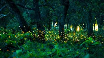 Glühwürmchen fliegen im Wald. glühwürmchen im busch nachts in prachinburi, thailand. Bokeh-Licht von Glühwürmchen, die nachts im Wald fliegen. Langzeitbelichtungsfotos bei Nacht haben Rauschen, selektiven Fokus. foto
