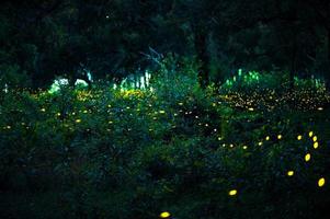 Glühwürmchen fliegen im Wald. glühwürmchen im busch nachts in prachinburi, thailand. Bokeh-Licht von Glühwürmchen, die nachts im Wald fliegen. Langzeitbelichtungsfotos bei Nacht haben Rauschen, selektiven Fokus. foto