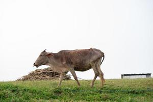 Natore, Bangladesch eine Szene der Viehzucht durch Bauern in ländlichen Gebieten. foto