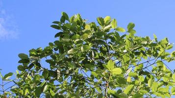 Kratomblätter im Himmel foto