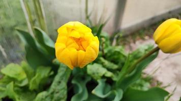 gelbe Tulpen auf einem verschwommenen Hintergrund. foto