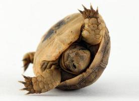 Babyschildkröte, die in der Schale kippt foto